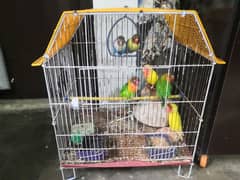 03 pair parrots (Lovebirds) for sale with cage.