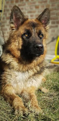 breeder female for sale.