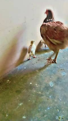 aseel hen with chicks