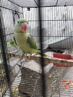 Raw parrot with cage