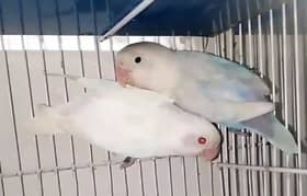 Albino Red Eyes Female x Blue Pastel/Ino Male
