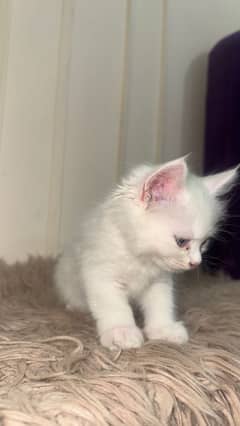 White kitten cat 2 months double coted