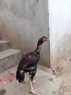 High quality Sindhi  Aseel Chicks  Pathy Pathyan