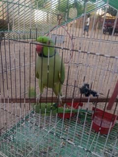 ring naek male