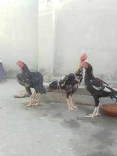 aseel birds