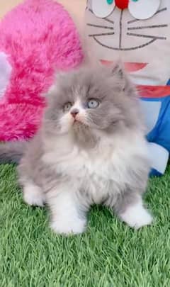 Persian