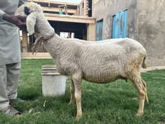 4 pregnant sheep
