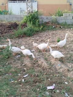 long neck ducks
