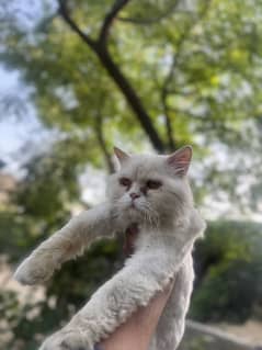 Persian