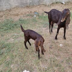 bakri