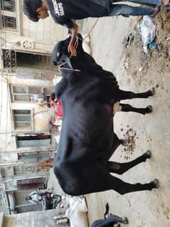 Cow 3
