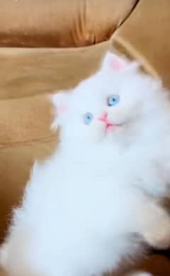Persian kitten | triple long coated Kittens |  03406947464 WhatsApp