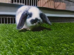 Holland lop rabbit and German lop rabbit