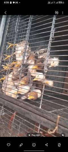 Pair or chicks sab ko sale krna hai