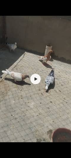 sal sal kar ta ho. 03172799977'video w