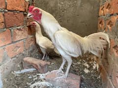 Heera aseel pair breeder