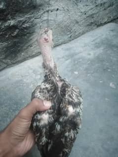 aseel Sindhi  phathi