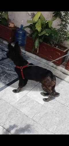 black sheperd