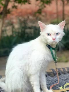 White Persian male cat for sale-Royal beauty with Blue Eyes(healthy)