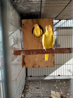 Yellow Ringneck Chicks