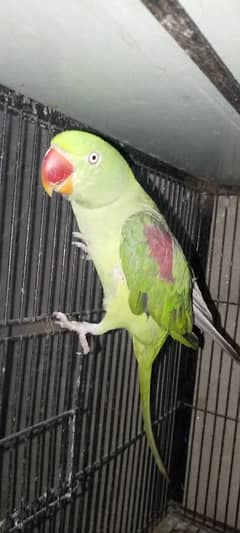 Raw breader female 03143275503