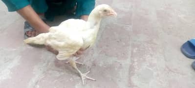 Heera Aseel 4 Chicks 1 Chick 3000