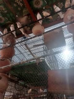 finches pairs