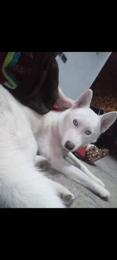 siberian husky pair