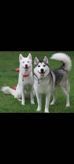 siberian