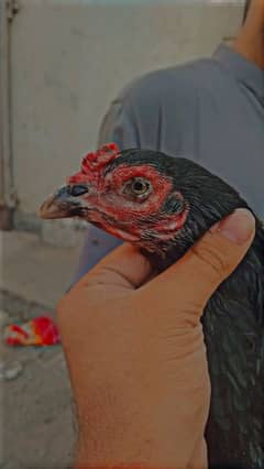 GOOD QUALITY VALATI MADI
