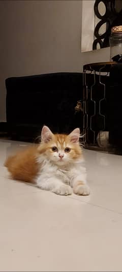 bi colour triple coated persoan male kitten with health card