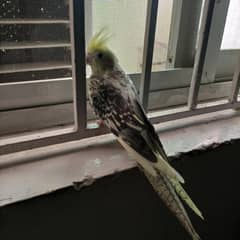 cocktail female