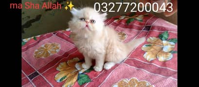 CFA bloodline pure pershion  Peki peke  face Tripple coated kitten