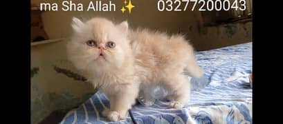 CFA bloodline pure pershion Peki face Tripple coated kitten