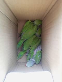 parrot