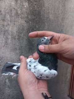 teedy breedar pathi patha