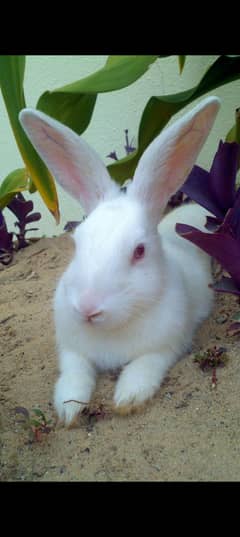 White Rabbit Red eye