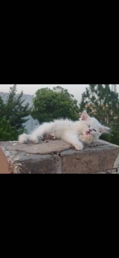 Persian Male Kitten