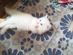 just for those interested in seriously caring nd loving pets