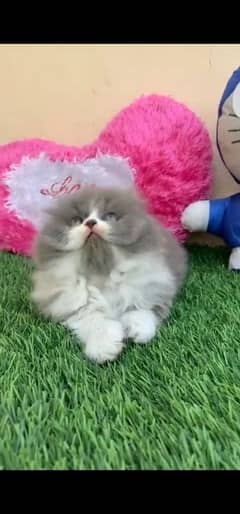 blue eyes white Persian kitten|Triple long coat |WhatsApp. 03250387943