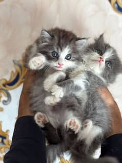 ragamuffin kittens