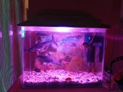 Aquarium with table