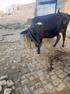 Cow