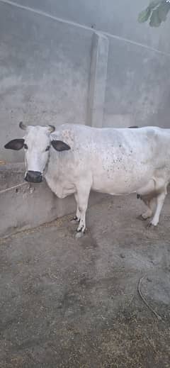 Gadar