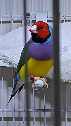 Lady Gouldian Exhibition Spanish Line Finches