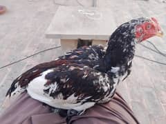 aseel patty for sale in peshawar