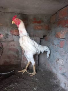 shome home breed