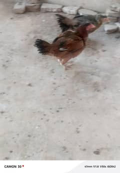 Multiple Aseel Murga Murgi for sell best for begining farm