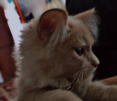 double cotted Persian kitten 3 mnths old