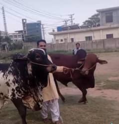 Qurbani bull Waira 3 lac bull